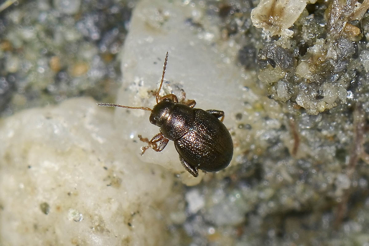 Chaetocnema hortensis (cf.), Chrysomelidae